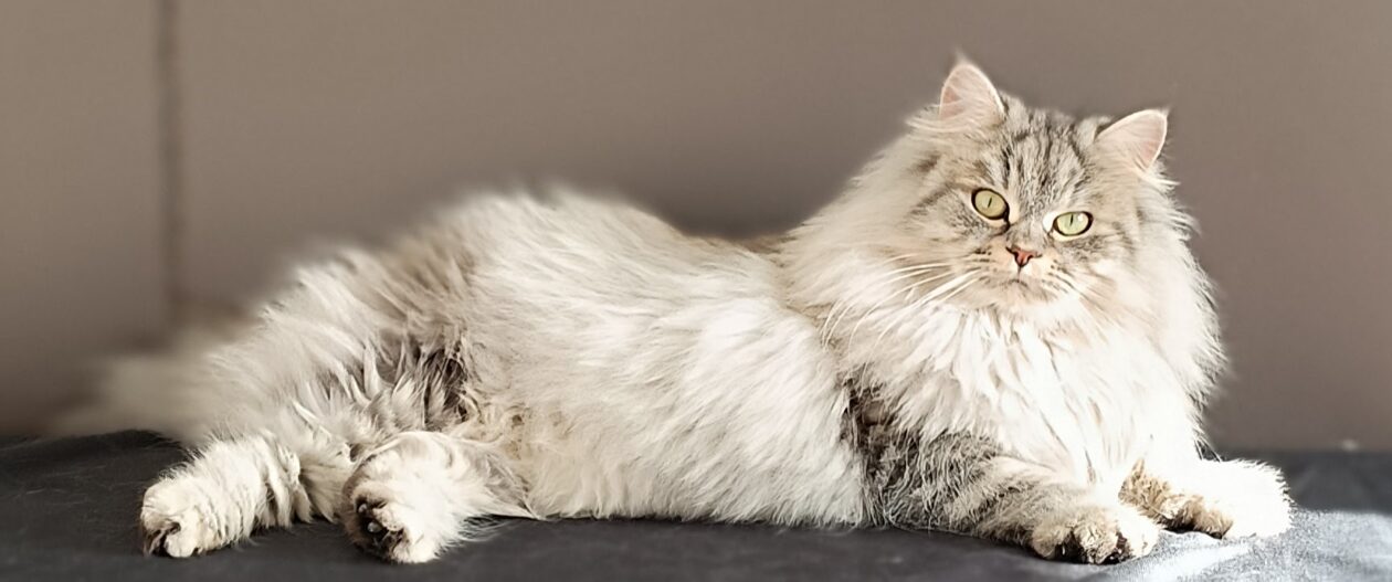 Chats Sibérien chatterie la rose sibérienne